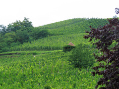 Alsace, Frankrig