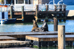 Pier 39, San Francisco, USA