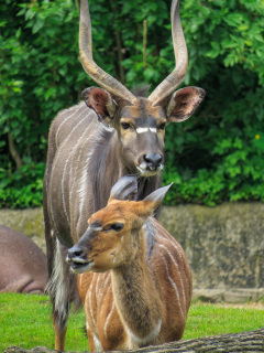 Berlin Zoo, Berlin, Tyskland