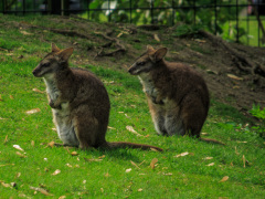 Berlin Zoo, Berlin, Tyskland