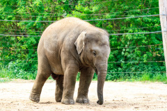 Berlin Zoo, Berlin, Tyskland