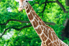 Berlin Zoo, Berlin, Tyskland