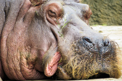Berlin Zoo, Berlin, Tyskland