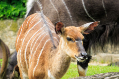 Berlin Zoo, Berlin, Tyskland