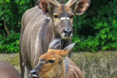 Berlin Zoo, Berlin, Tyskland