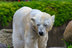 Berlin Zoo, Berlin, Tyskland