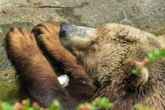 Berlin Zoo, Berlin, Tyskland