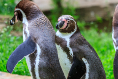 Berlin Zoo, Berlin, Tyskland