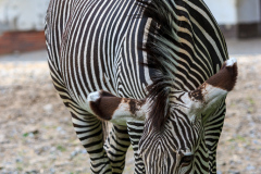 Berlin Zoo, Berlin, Tyskland