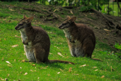 Berlin Zoo, Berlin, Tyskland