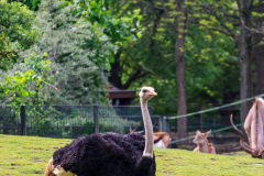 Berlin Zoo, Berlin, Tyskland
