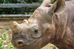 Berlin Zoo, Berlin, Tyskland