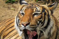 Berlin Zoo, Berlin, Tyskland