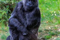 Berlin Zoo, Berlin, Tyskland