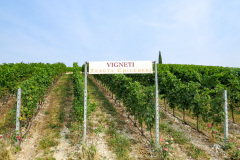 Tenuta Chiccheri, Veneto, USA