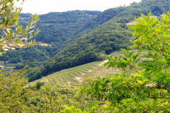 Tenuta Chiccheri, Veneto, USA