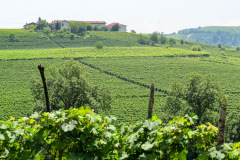 Poderi Luigi Einaudi, Dogliani, Piemonte, Italien