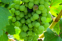 Poderi Luigi Einaudi, Dogliani, Piemonte, Italien
