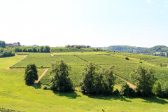 Poderi Luigi Einaudi, Dogliani, Piemonte, Italien