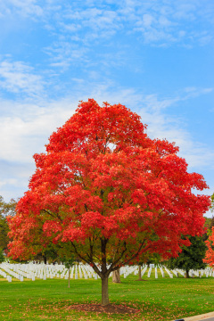 Arlington National Cemetery, Virginia, USA