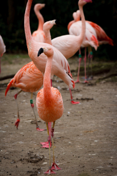 Berlin Zoo, Berlin, Tyskland