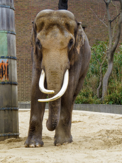 Berlin Zoo, Berlin, Tyskland