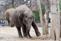 Berlin Zoo, Berlin, Tyskland