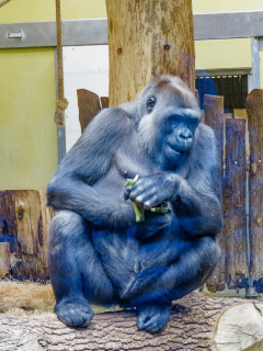 Berlin Zoo, Berlin, Tyskland