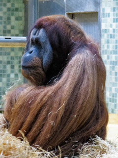 Berlin Zoo, Berlin, Tyskland