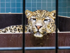 Berlin Zoo, Berlin, Tyskland