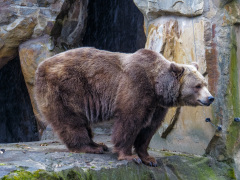 Berlin Zoo, Berlin, Tyskland