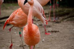 Berlin Zoo, Berlin, Tyskland