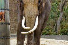 Berlin Zoo, Berlin, Tyskland