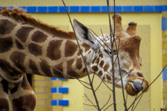 Berlin Zoo, Berlin, Tyskland