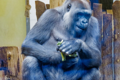 Berlin Zoo, Berlin, Tyskland