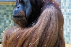 Berlin Zoo, Berlin, Tyskland