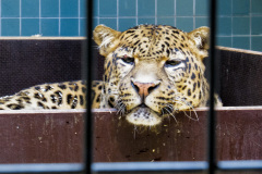 Berlin Zoo, Berlin, Tyskland