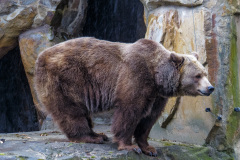 Berlin Zoo, Berlin, Tyskland