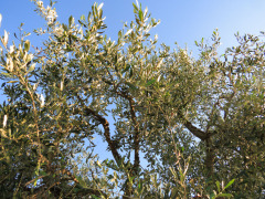 Azienda Agricola Musignano, Toscana, Italien