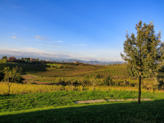 Azienda Agricola Musignano, Toscana, Italien