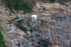 Waiwhakaheke Seabird Lookout, South Island, New Zealand