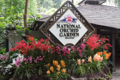 National Orchid Garden, Singapore
