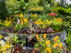 National Orchid Garden, Singapore