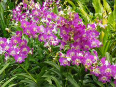 National Orchid Garden, Singapore
