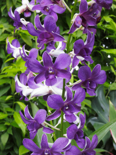National Orchid Garden, Singapore