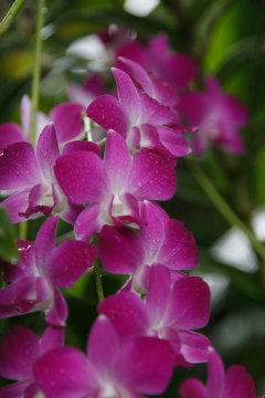 National Orchid Garden, Singapore