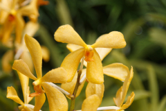 National Orchid Garden, Singapore