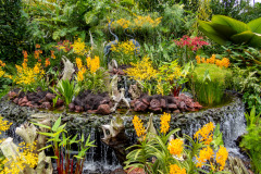 National Orchid Garden, Singapore