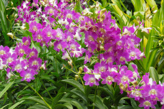 National Orchid Garden, Singapore