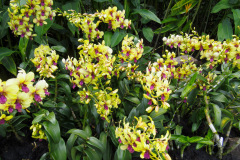 National Orchid Garden, Singapore